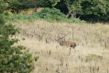 cerfs cerf Brame france bareil 65