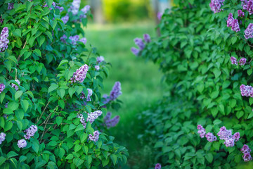 Bush of wonderfull full of delicious scent flowers lilac purple and blue colour.