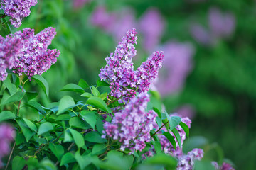 Bush of wonderfull full of delicious scent flowers lilac purple and blue colour.