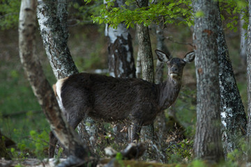 biche 65 bareil france
