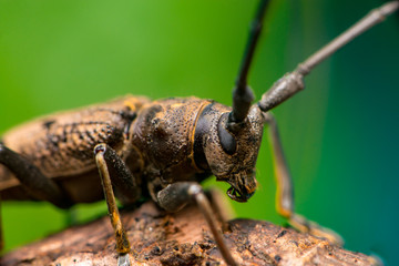 Brown Spined Oak Borer Longhorn Beetle (Arthropoda: Insecta: Coleoptera: Cerambycidae: Elaphidion mucronatum) crawling on a tree branch isolated with buttery, smooth, green background