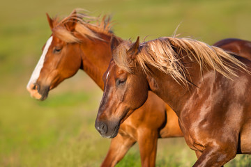 Naklejka na ściany i meble Two horse portrai with long blond mane in motion run in green pasture