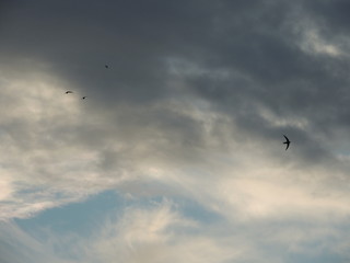 Bird's fly