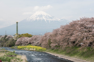 静岡県龍巌淵の桜と菜の花と富士山 © kapinon