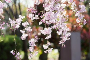 春のバナーに使えそうな美しいしだれ桜1