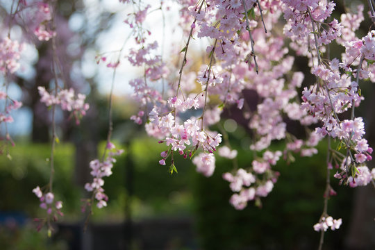 春のバナーに使えそうな美しいしだれ桜2