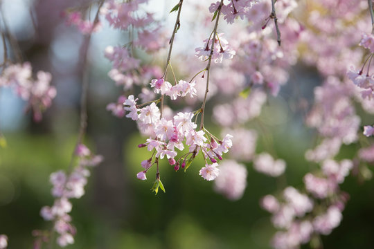 春のバナーに使えそうな美しいしだれ桜のアップ4	