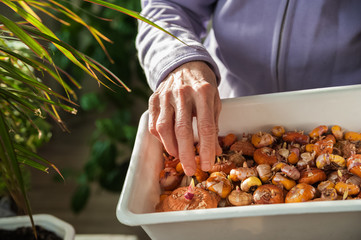 Gladiolus tubers in the hands of an elderly woman. Bulbs of flowers in the wrinkled hands of an elderly man