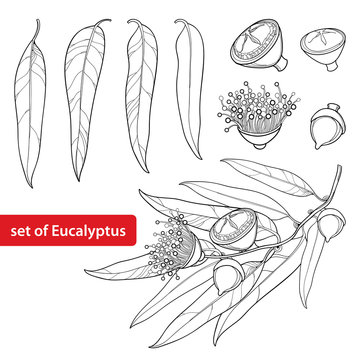 Vector set with outline Eucalyptus globulus or Tasmanian blue gum, fruit, flower and leaves isolated on white background. Contour Eucalyptus branch for cosmetic, herbs, medical design, coloring book.