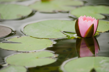 pink Lotus Flower float in the bloom