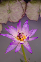 white mix purple Lotus Flower float in the bloom