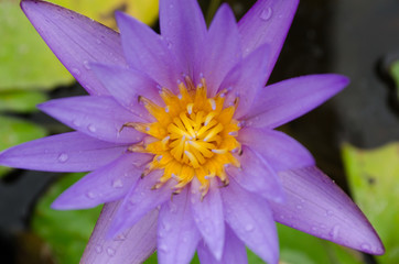 purple Lotus Flower float in the bloom