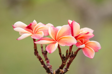 Fototapeta premium Frangipani, Plumeria, Temple Tree, Graveyard Tree is common name of Plumieria Scop.