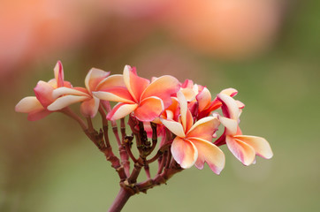 Fototapeta premium Frangipani, Plumeria, Temple Tree, Graveyard Tree is common name of Plumieria Scop.