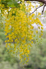 golden rain tree in the garden