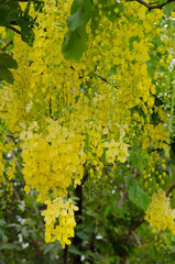 golden rain tree in the garden