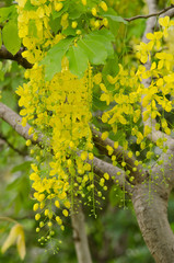 golden rain tree in the garden