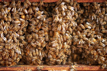 Bienenstock von innen mit Bienen Detailaufnahme