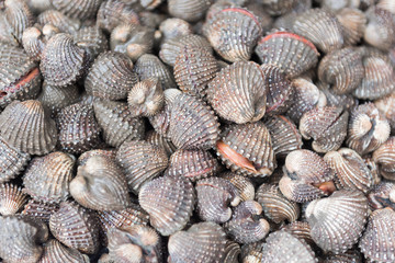 Fresh cockles or blood cockles