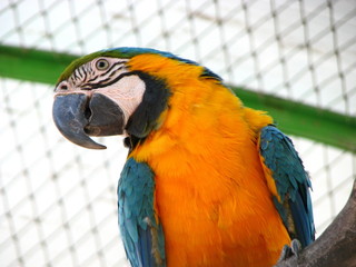 a parrot