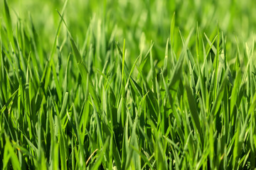 Fototapeta na wymiar Background of green grass on a summer day
