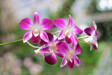 beautiful Purple orchids on green background