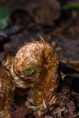 Young curly leaf of fern growing through the fallen leaves macro, selective focus, shallow DOF