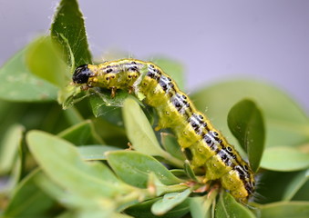 Raupe vom Buchsbaumzünsler