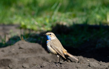 The bird is the Bluethroat