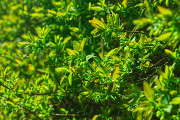 Fototapeta na wymiar Blooming honeysuckle with bright green leaves. Blurred foreground and background.