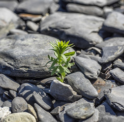 Green plant among sea stones