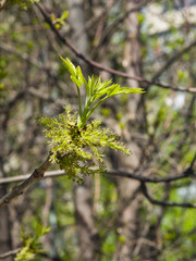 Blossom of European or Common Ash, Fraxinus excelsior, with bokeh background macro, selective focus, shallow DOF