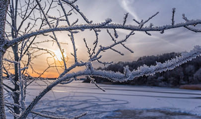 Frozen tree with sunset at the background