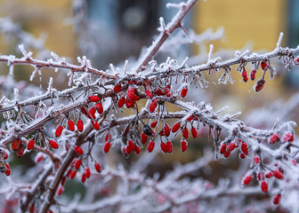 Red berries on the frozen tree