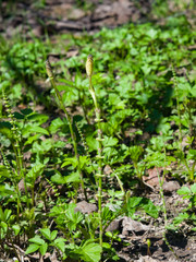 Field or common horsetail, Equisetum arvense, young shoots macro with bokeh background, selective focus, shallow DOF