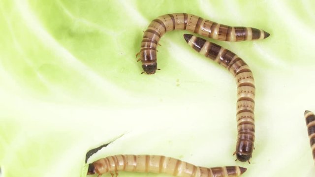 Zofobas larvae on cabbage