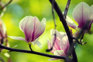 Crédence de cuisine en verre imprimé Magnolia Fleur de magnolia en fleurs sur la branche.