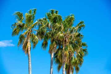 Obraz premium Tall palm trees against blue sky