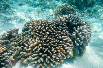 Naklejka na ściany i meble Beautiful big coral reef in similan island