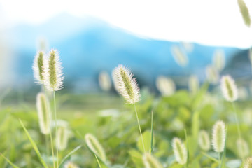 Fototapeta na wymiar おば～ちゃんちのような日本の田舎の風景 ねこじゃらし1　コピースペースあり