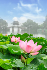 Plakaty  Beautiful lotus in Hangzhou West Lake,China