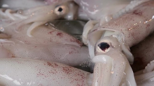Fresh squid in the local market close up
