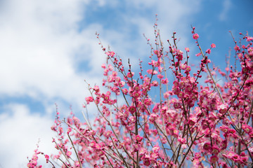 紅梅と美しい青空　広角　コピースペースあり