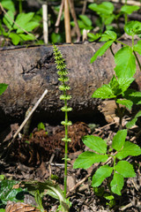 Field or common horsetail, Equisetum arvense, young shoots macro with bokeh background, shallow DOF, selective focus