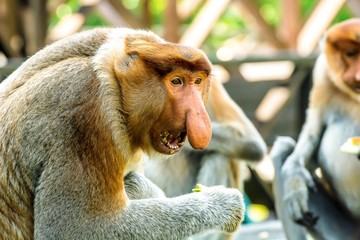 Close up of a highly Endangered Proboscis Monkey (Nasalis larvatus) male with a huge nose & comical...