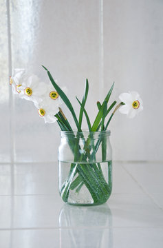 narcissus in the glass jar