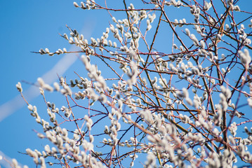 Tree branch in spring
