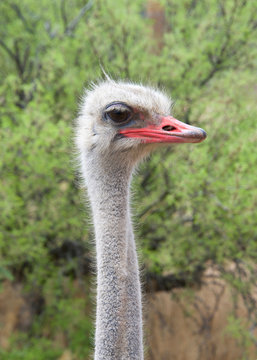 Portrait of one male ostrich looking to viewers right, green bushes in background. The ostrich is a large flightless birds native to Africa. Males have a pink beak