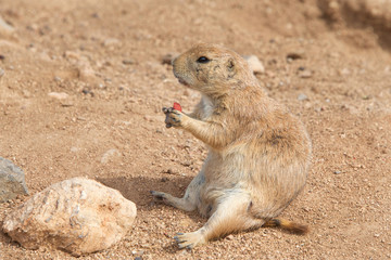 Naklejka na ściany i meble Prairie Dog sitting in dirt eating. Prairie dogs (genus Cynomys) are herbivorous burrowing rodents native to the grasslands of North America