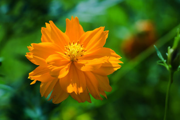 orange cosmos flower in the garden.